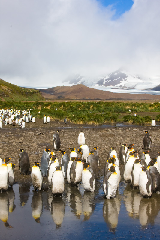 King Penguins Reflected In Tidal Lagoon